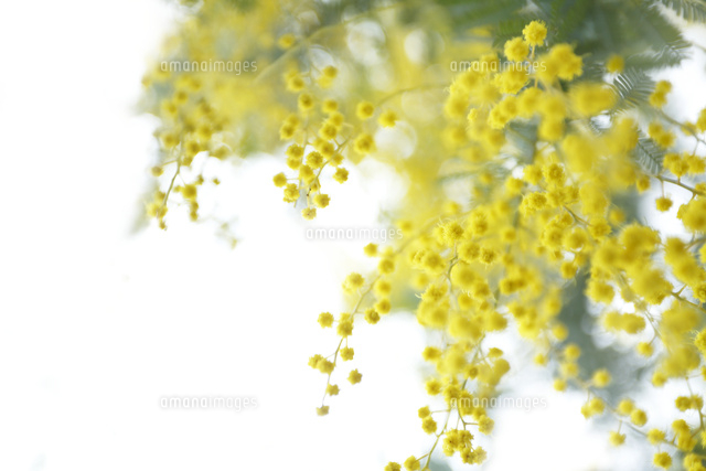 ミモザ
(c)Tetsuya Tanooka/a.collectionRF