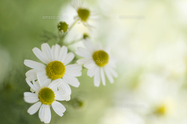 カモミール
(c)Tetsuya Tanooka/a.collectionRF
