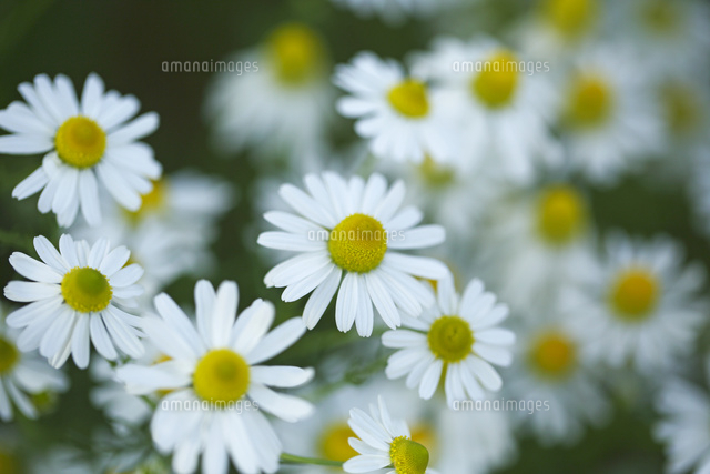 カモミール
(c)Tetsuya Tanooka/a.collectionRF