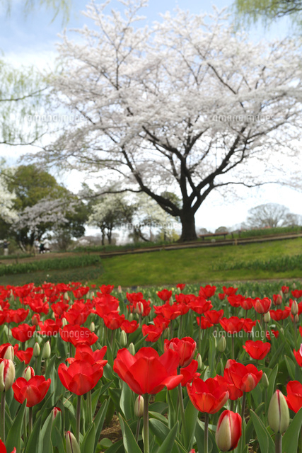 チューリップ
(c)Tetsuya Tanooka/a.collectionRF