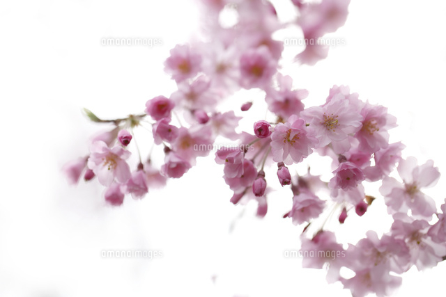 サクラ
(c)Tetsuya Tanooka/a.collectionRF