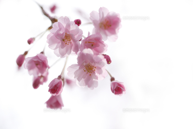 サクラ
(c)Tetsuya Tanooka/a.collectionRF