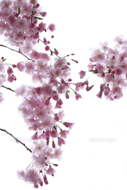 サクラ
(c)Tetsuya Tanooka/a.collectionRF