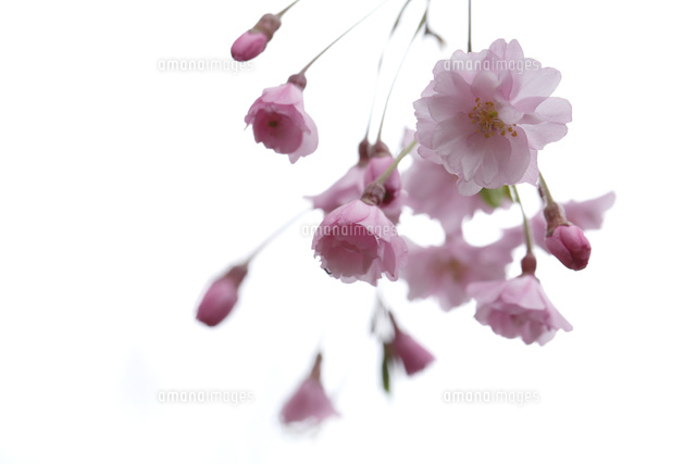 サクラ
(c)Tetsuya Tanooka/a.collectionRF