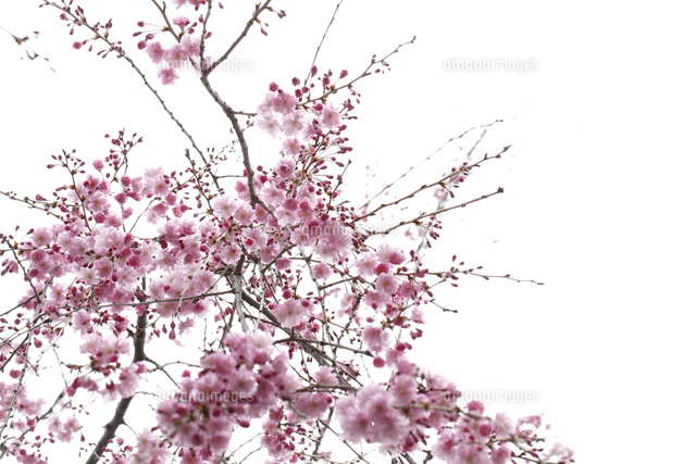 サクラ
(c)Tetsuya Tanooka/a.collectionRF