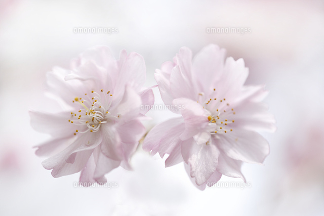 サクラ
(c)Tetsuya Tanooka/a.collectionRF