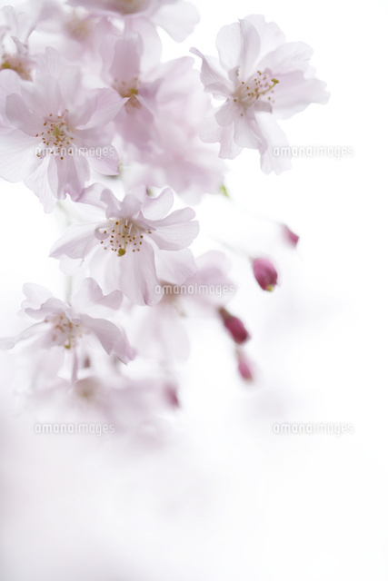 サクラ
(c)Tetsuya Tanooka/a.collectionRF