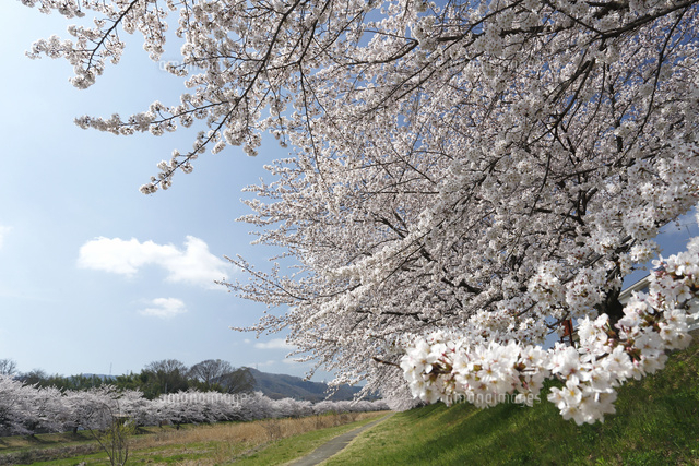 サクラ
(c)Tetsuya Tanooka/a.collectionRF
