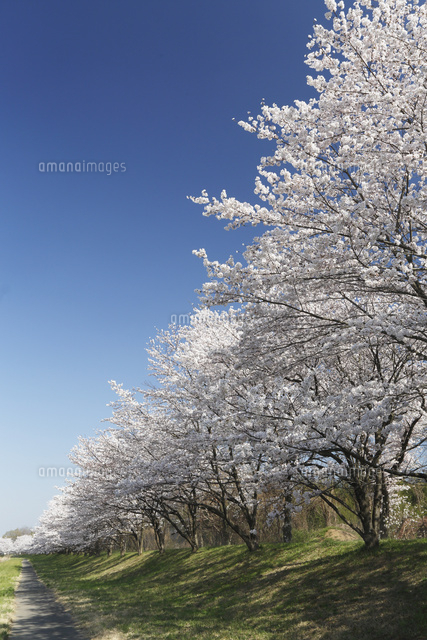 サクラ
(c)Tetsuya Tanooka/a.collectionRF