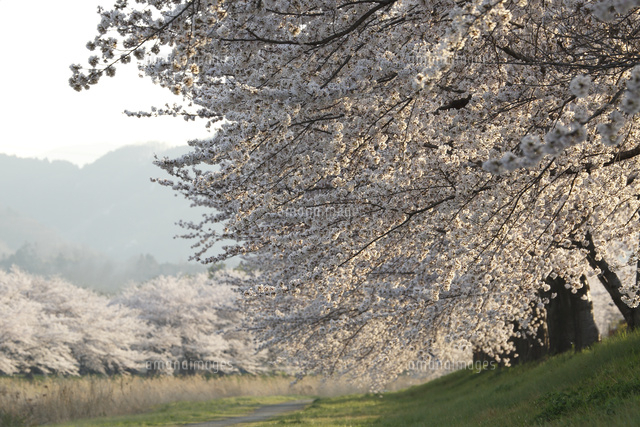 サクラ
(c)Tetsuya Tanooka/a.collectionRF
