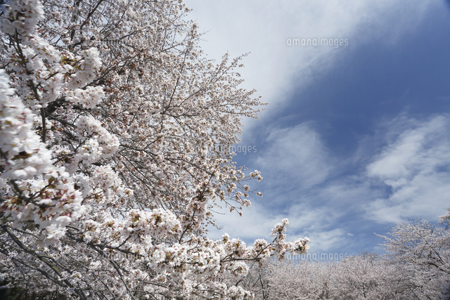 サクラ
(c)Tetsuya Tanooka/a.collectionRF