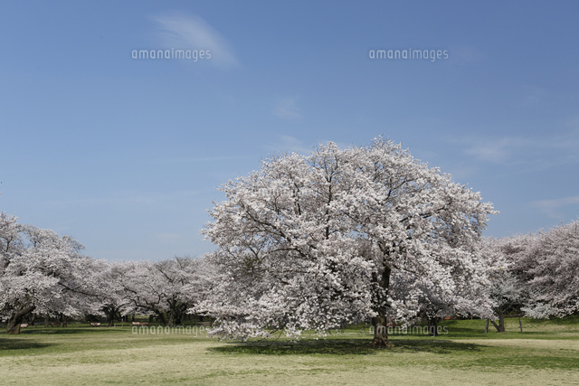 サクラ
(c)Tetsuya Tanooka/a.collectionRF