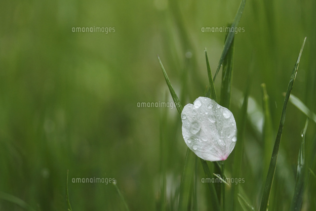 サクラ
(c)Tetsuya Tanooka/a.collectionRF
