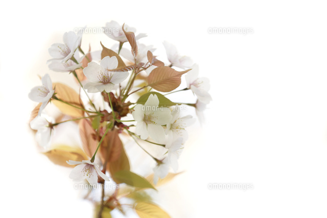 サクラ
(c)Tetsuya Tanooka/a.collectionRF