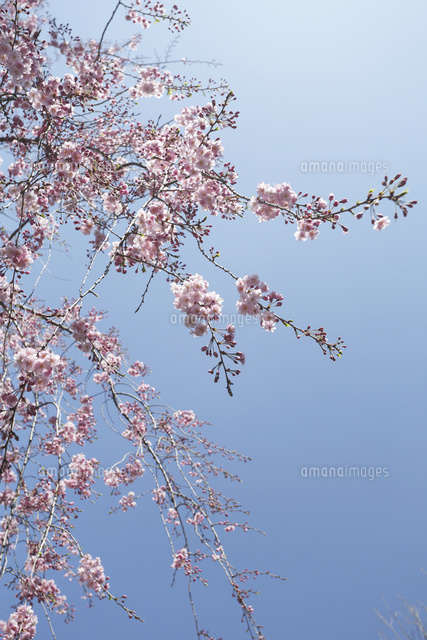 サクラ
(c)Tetsuya Tanooka/a.collectionRF