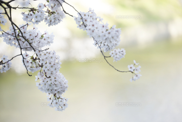 サクラ
(c)Tetsuya Tanooka/a.collectionRF