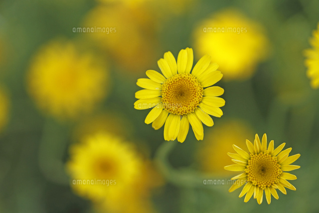 カモミール
(c)Tetsuya Tanooka/a.collectionRF