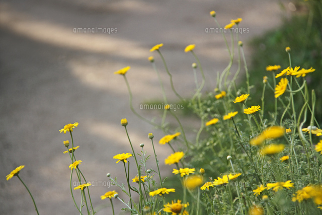 カモミール
(c)Tetsuya Tanooka/a.collectionRF