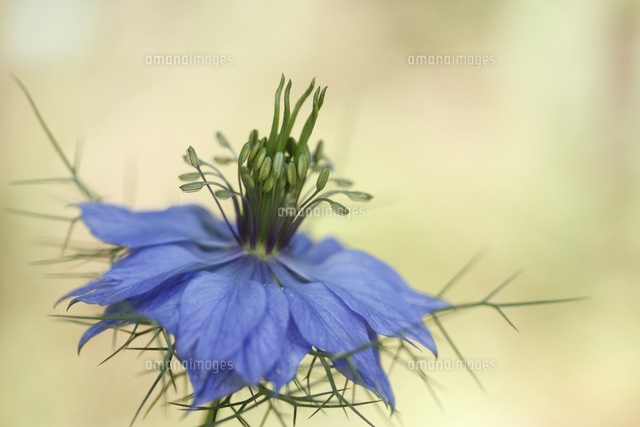 ニゲラ
(c)Tetsuya Tanooka/a.collectionRF