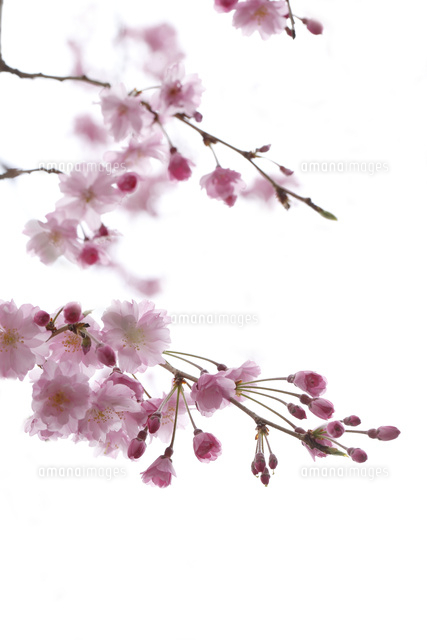 サクラ
(c)Tetsuya Tanooka/a.collectionRF