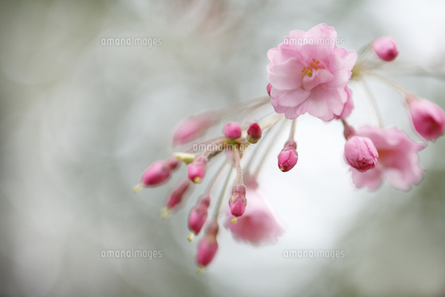 サクラ
(c)Tetsuya Tanooka/a.collectionRF
