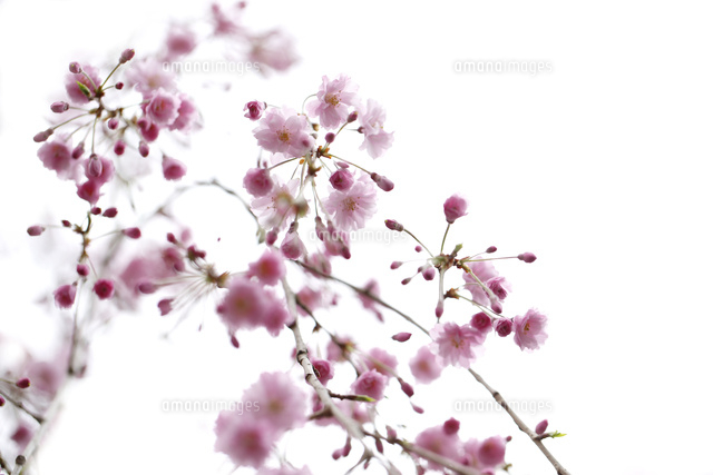 サクラ
(c)Tetsuya Tanooka/a.collectionRF
