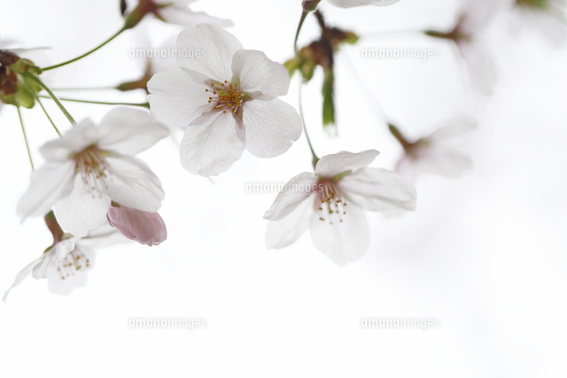 サクラ
(c)Tetsuya Tanooka/a.collectionRF