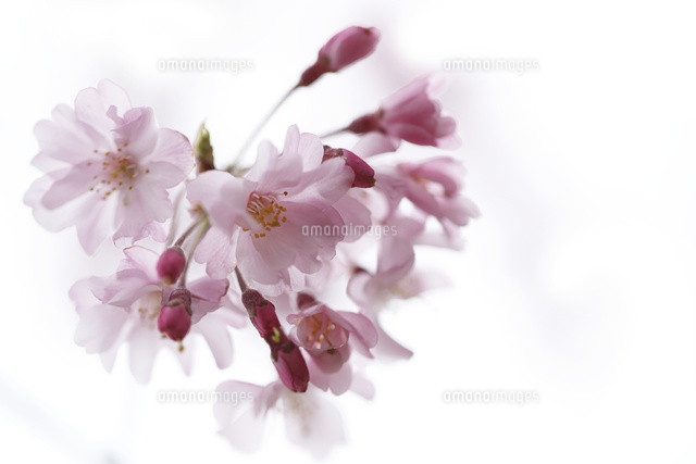 サクラ
(c)Tetsuya Tanooka/a.collectionRF