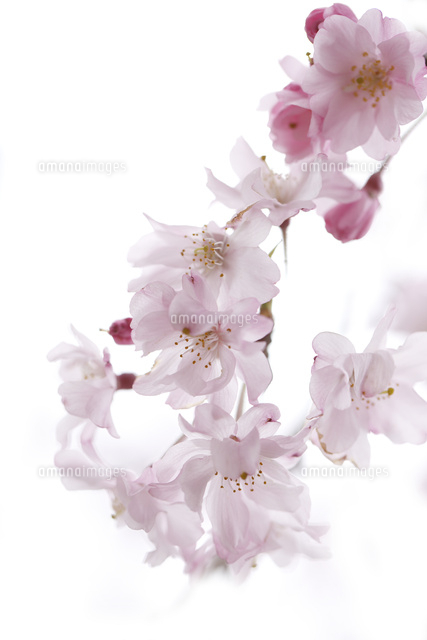 サクラ
(c)Tetsuya Tanooka/a.collectionRF