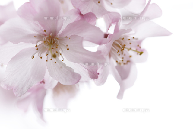 サクラ
(c)Tetsuya Tanooka/a.collectionRF