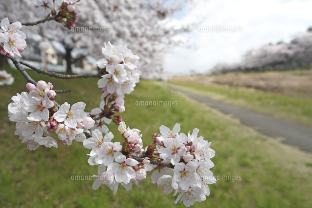 サクラ
(c)Tetsuya Tanooka/a.collectionRF