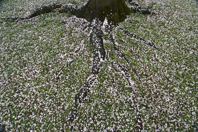 サクラ
(c)Tetsuya Tanooka/a.collectionRF