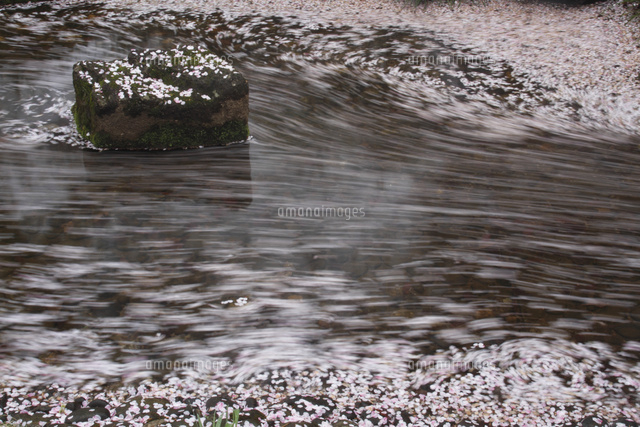 サクラ
(c)Tetsuya Tanooka/a.collectionRF