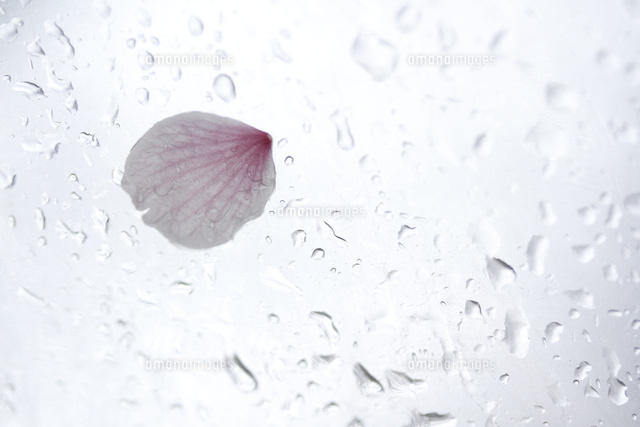 サクラ
(c)Tetsuya Tanooka/a.collectionRF