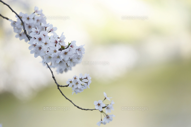 サクラ
(c)Tetsuya Tanooka/a.collectionRF