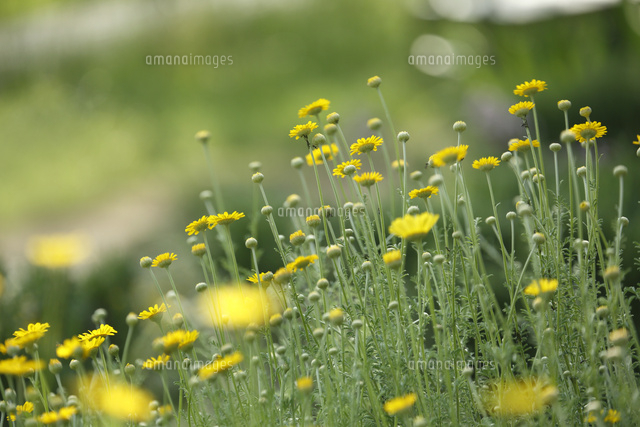 カモミール
(c)Tetsuya Tanooka/a.collectionRF