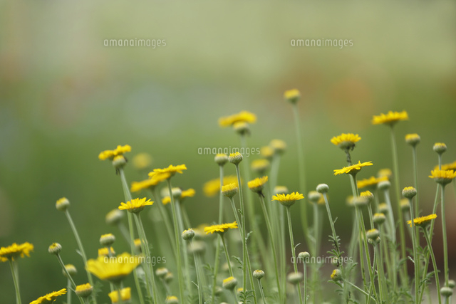 カモミール
(c)Tetsuya Tanooka/a.collectionRF