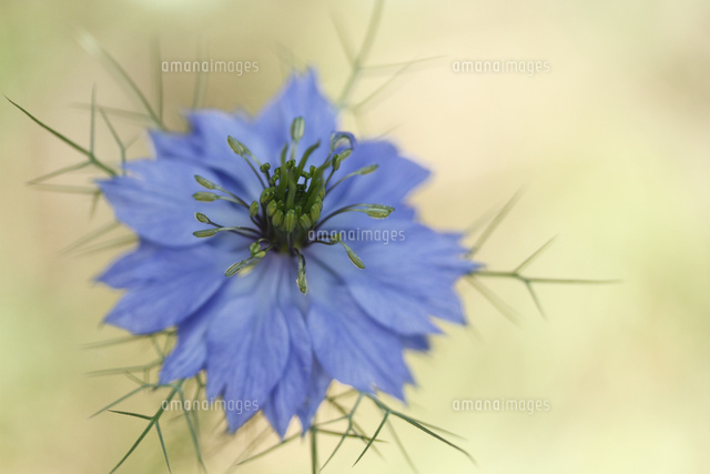 ニゲラ
(c)Tetsuya Tanooka/a.collectionRF
