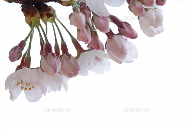 サクラ
(c)Tetsuya Tanooka/a.collectionRF