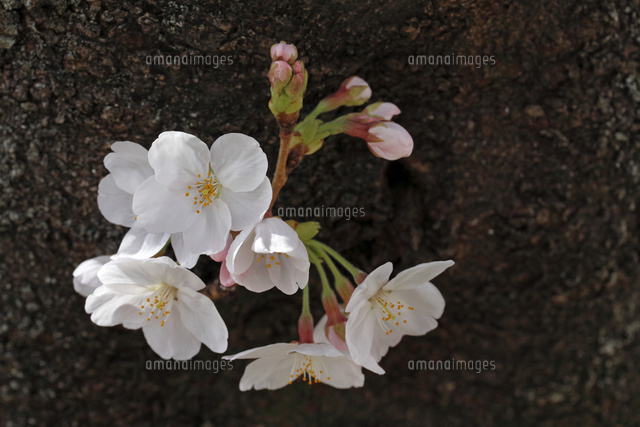 サクラ
(c)Tetsuya Tanooka/a.collectionRF