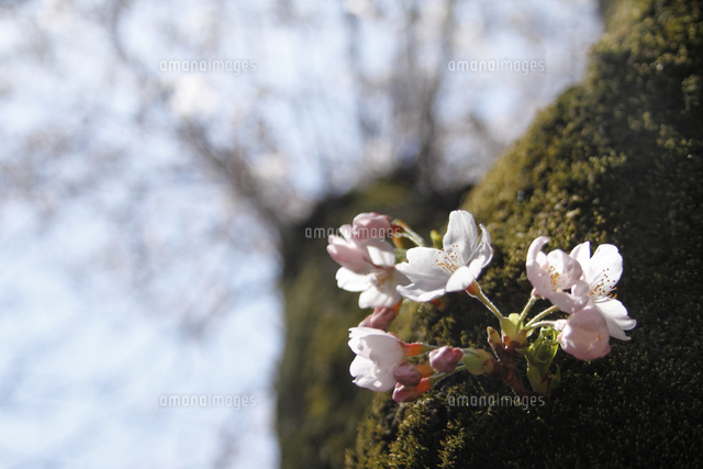 サクラ
(c)Tetsuya Tanooka/a.collectionRF