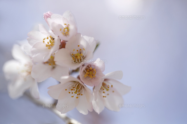 サクラ
(c)Tetsuya Tanooka/a.collectionRF