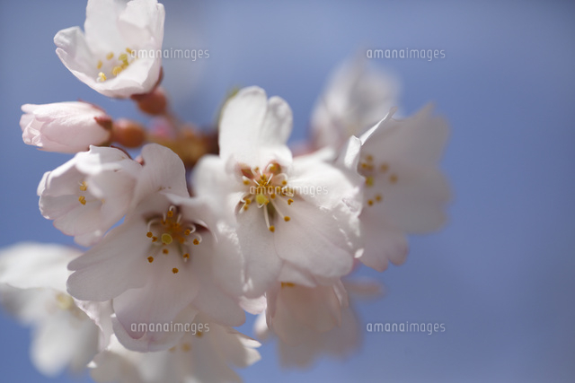 サクラ
(c)Tetsuya Tanooka/a.collectionRF