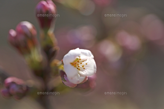 サクラ
(c)Tetsuya Tanooka/a.collectionRF