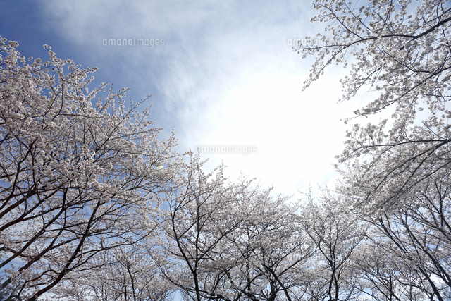 サクラ
(c)Tetsuya Tanooka/a.collectionRF