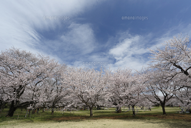 サクラ
(c)Tetsuya Tanooka/a.collectionRF