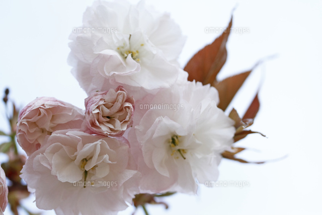 サクラ
(c)Tetsuya Tanooka/a.collectionRF