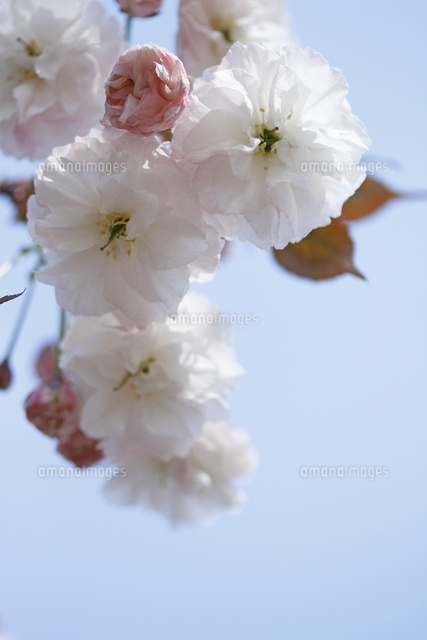 サクラ
(c)Tetsuya Tanooka/a.collectionRF