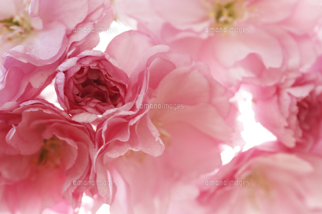 サクラ
(c)Tetsuya Tanooka/a.collectionRF