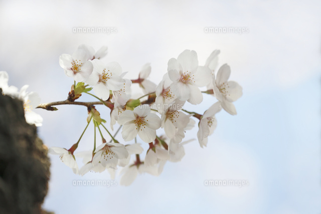 サクラ
(c)Tetsuya Tanooka/a.collectionRF
